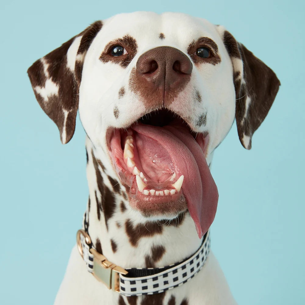 Pooch & Hound Collar