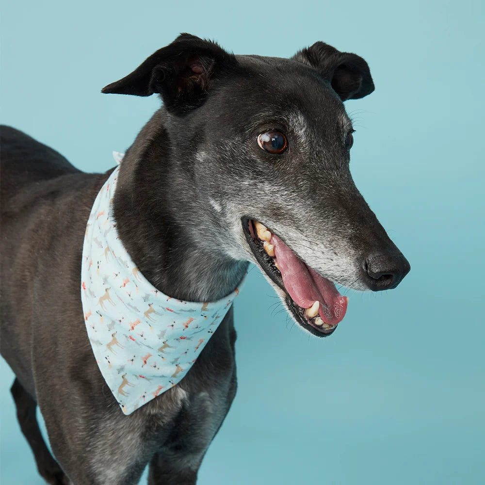 Pooch & Hound Bandana
