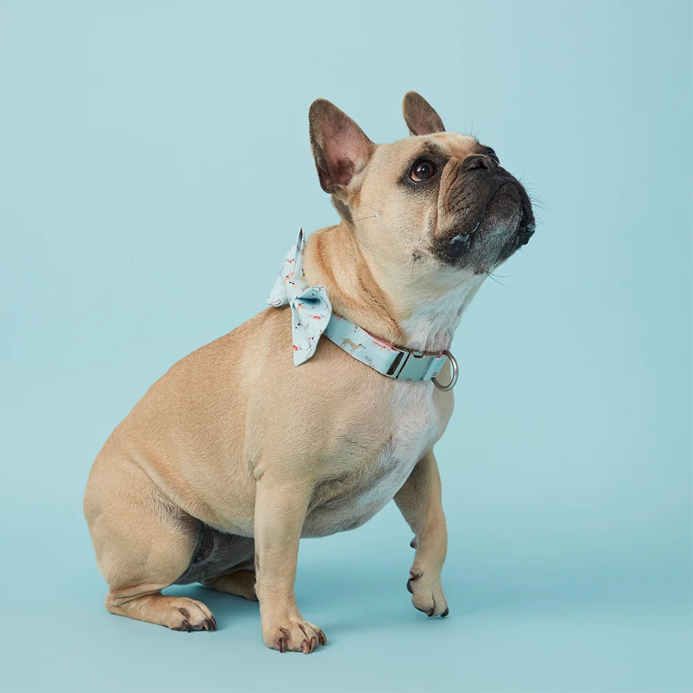 Pooch & Hound Collar