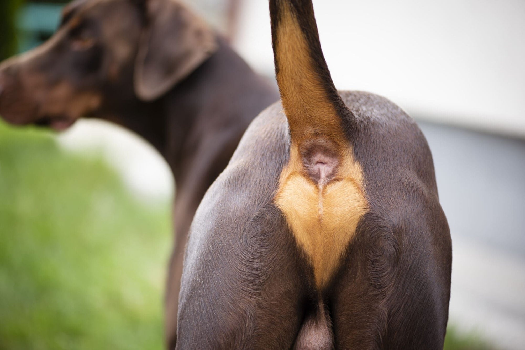 Anal Glands $15