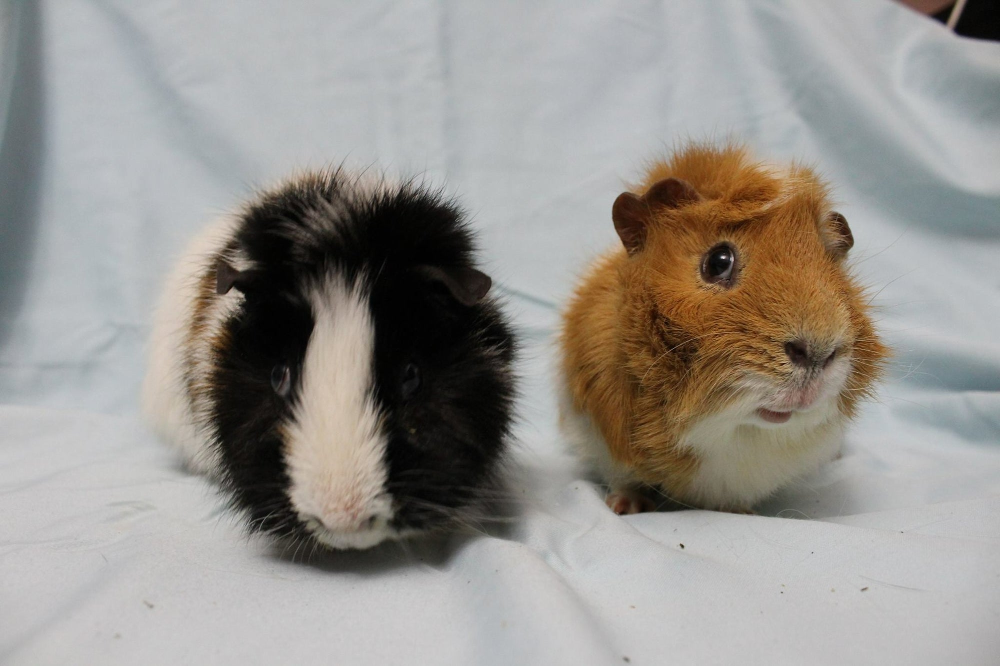 Guinea Pig & Rabbit Nails $18