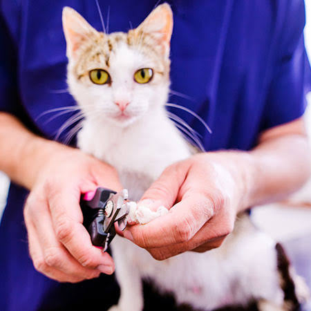 Cat Nails $20