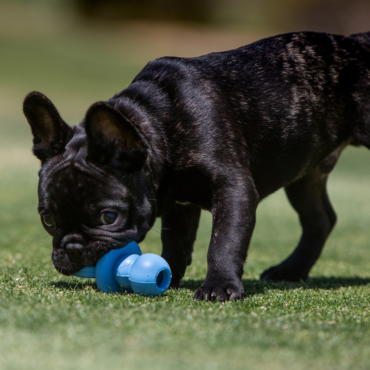 Kong Binkie Assorted