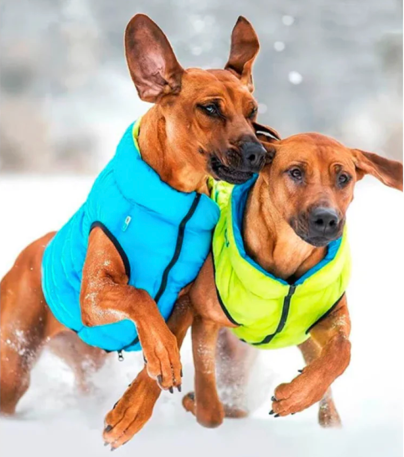Airy Vest - Dog Light Weight Vests