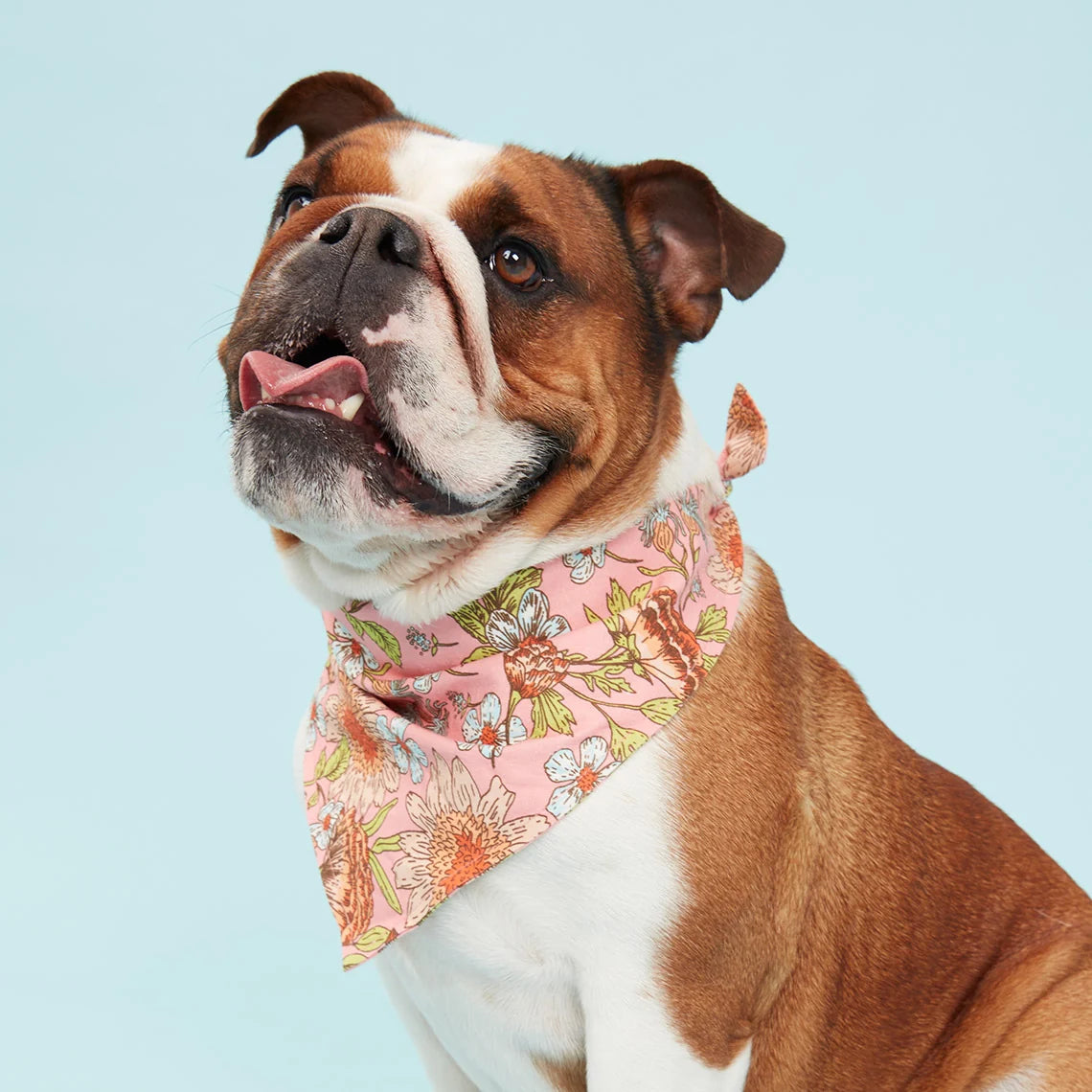 Pooch & Hound Bandana