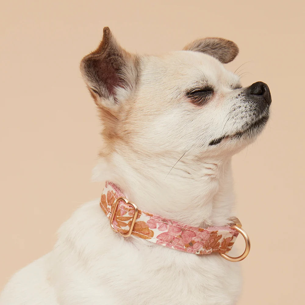 Pooch & Hound Collar