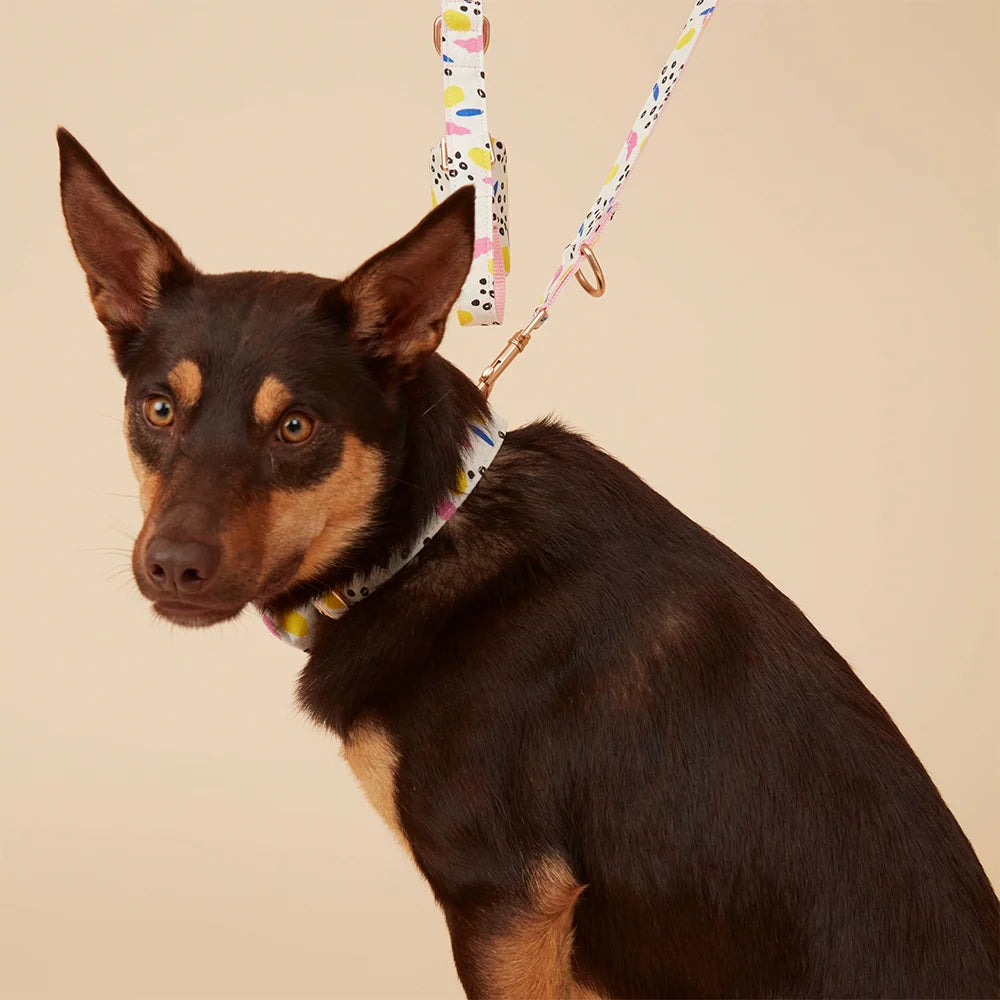 Pooch & Hound Collar
