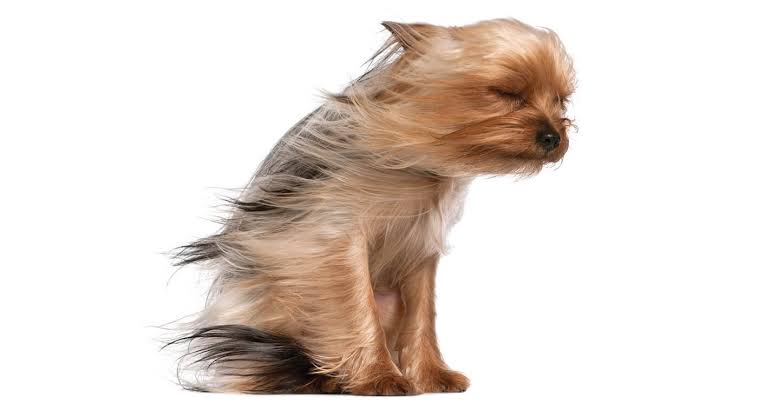 Blow Dry
