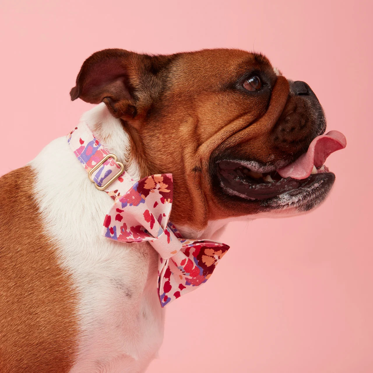 Pooch & Hound Collar