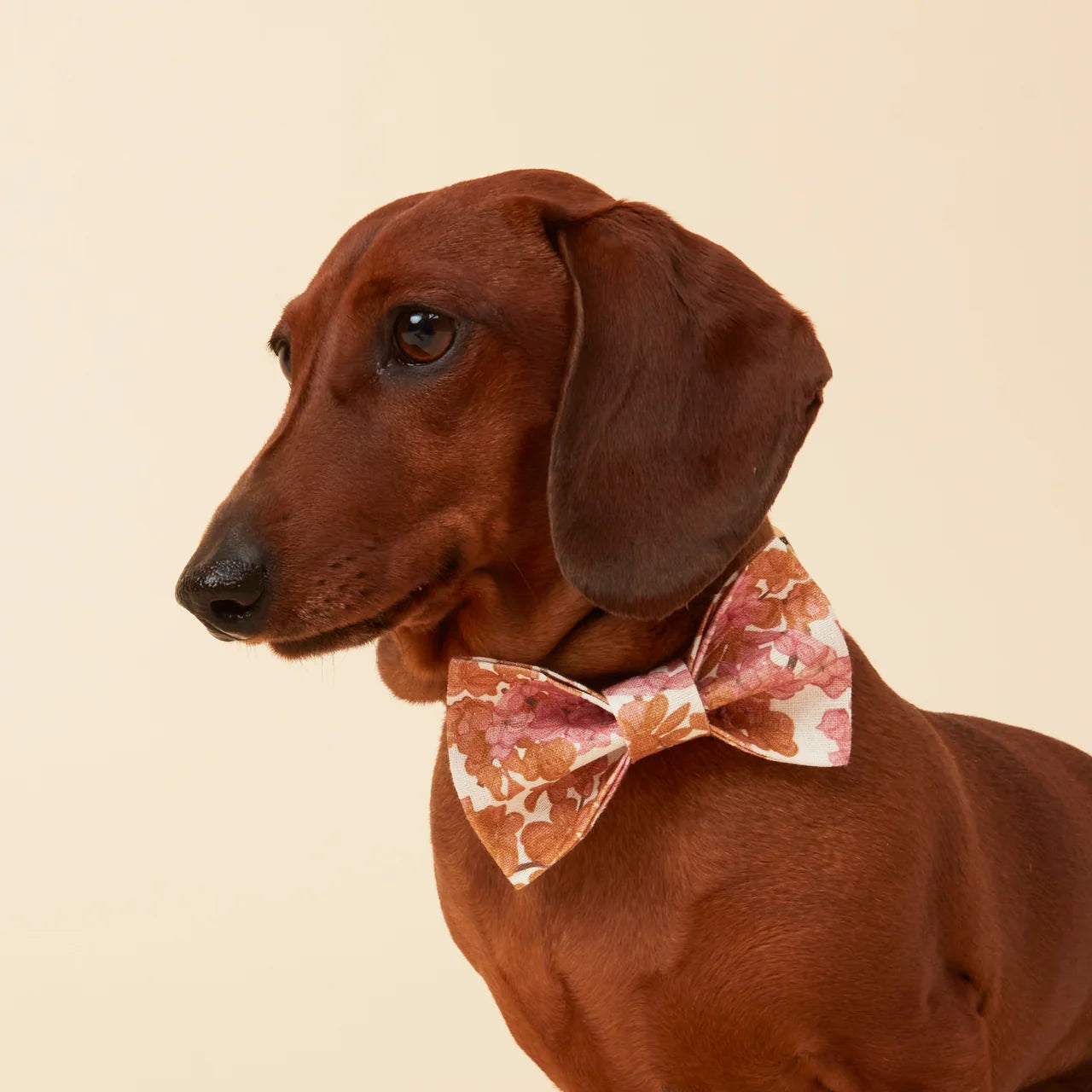 Pooch & Hound Bow Tie Pink Floral Small