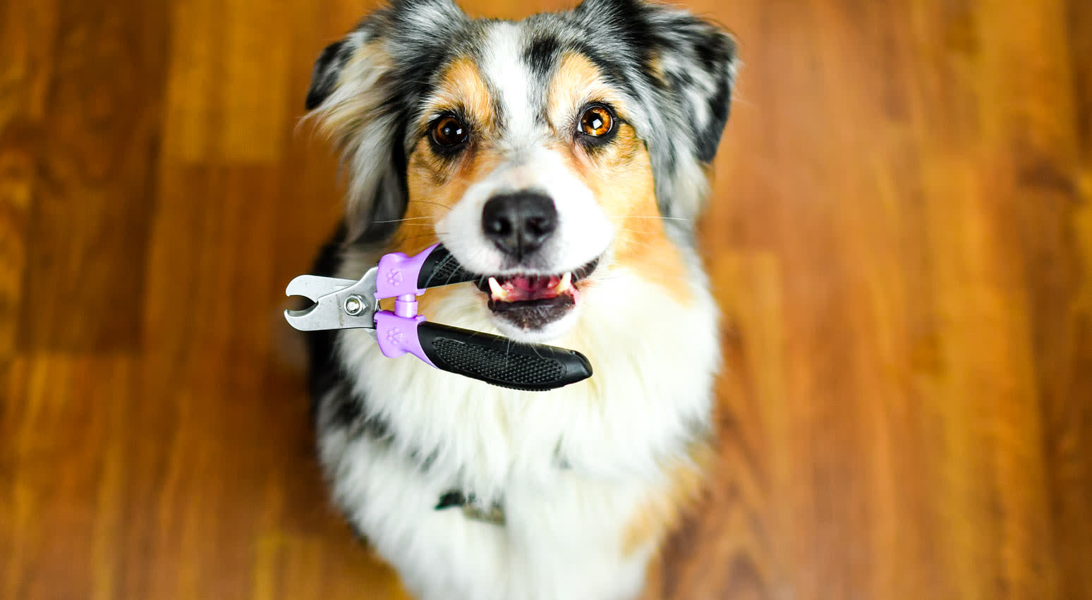 Dog Nails $12