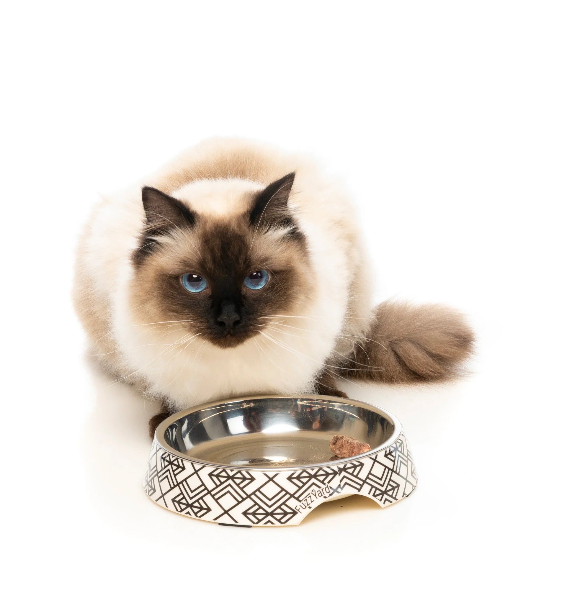 FuzzYard Gatsby Cat Dish 420ml