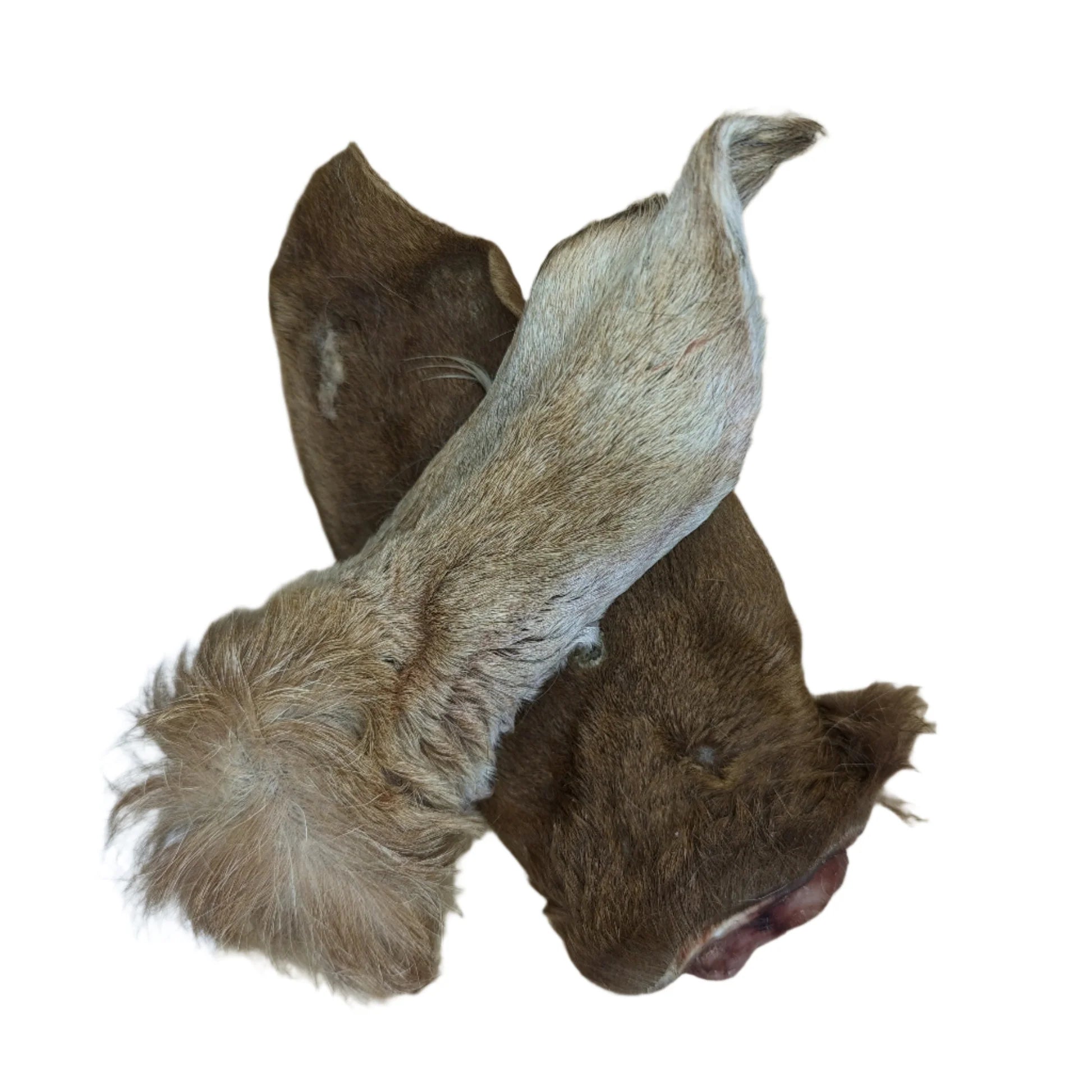 Australian Goat Ears With Hair