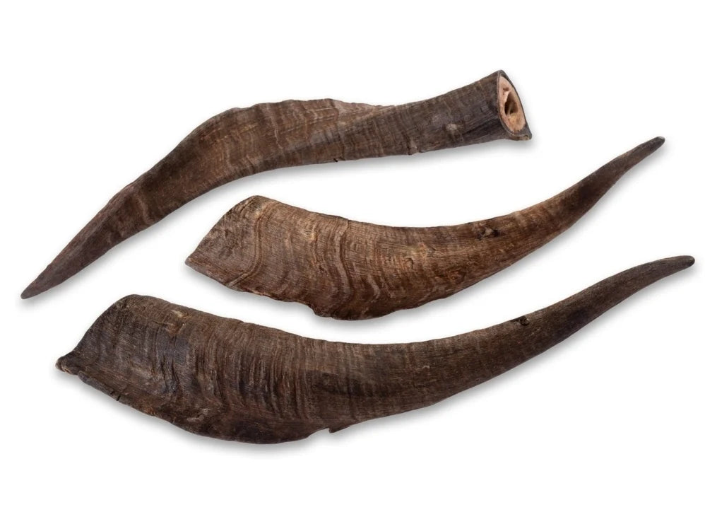 Australian Goats Horns with Inner