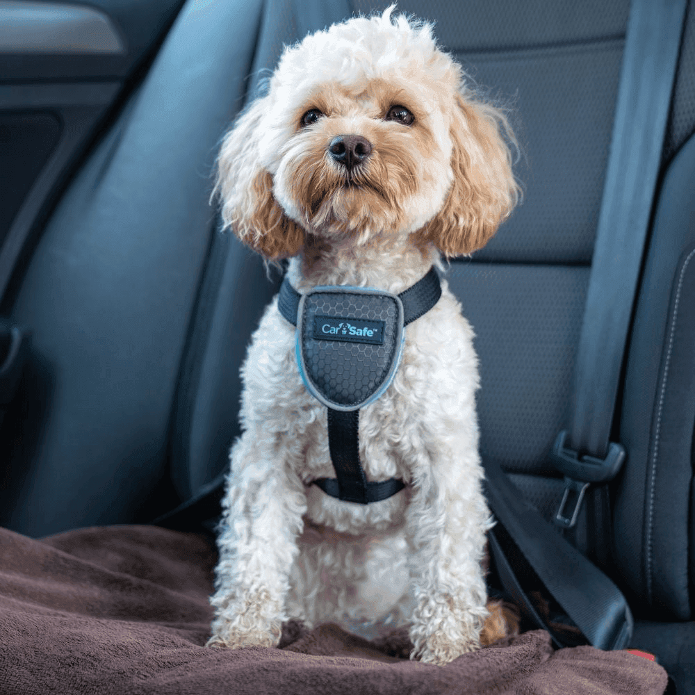Car Safe Essentials Car Harness Large