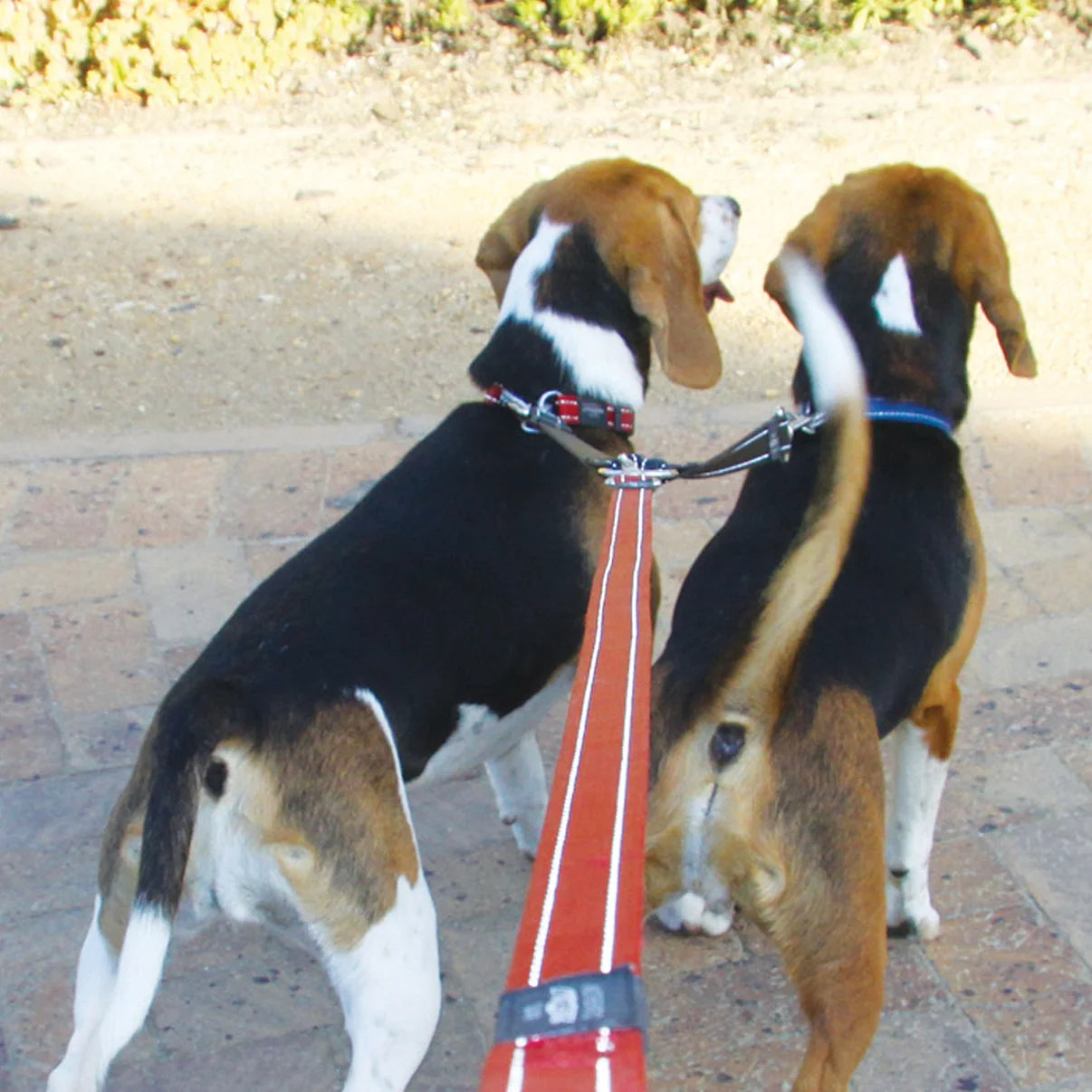 Rogz Double Split Lead Black